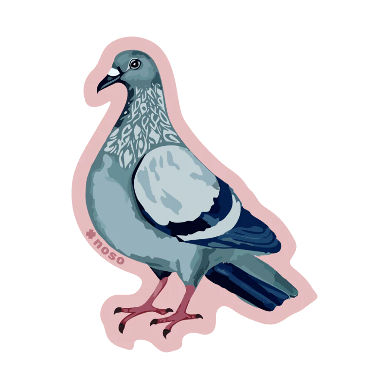 Pigeon
